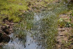 Eriocaulon tuberiferum